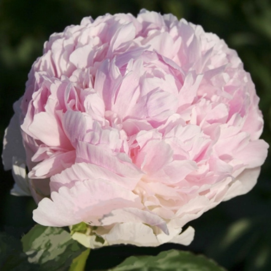 ПИОН КЛЕМ ПИНК АННОУН