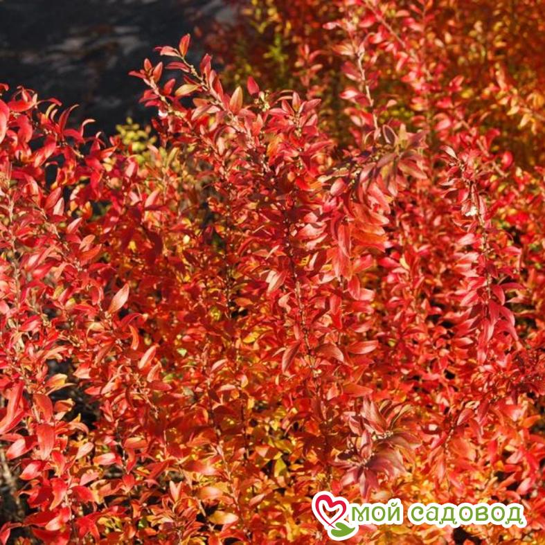 Спирея Тунберга "Фуджино Пинк"