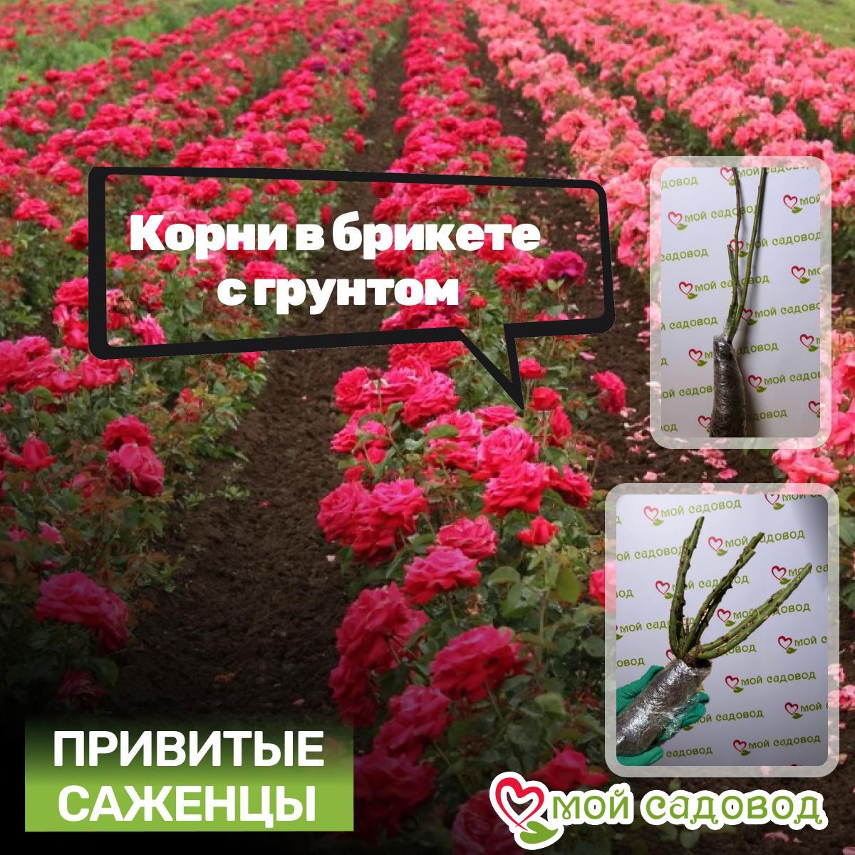 Роза Мистик Уайт